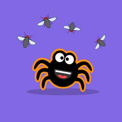 what do spiders eat?