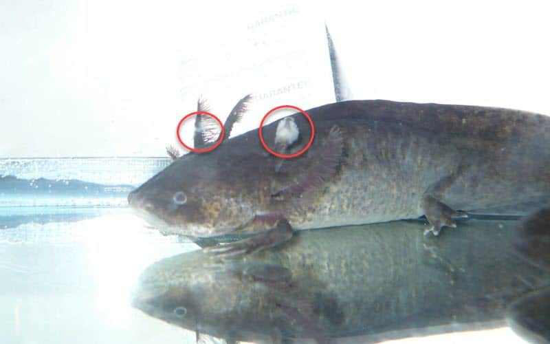 Axolotl fungus growth by the bacteria known as Chondrococcus columnaris or Columnaris - ExoPetGuides.com