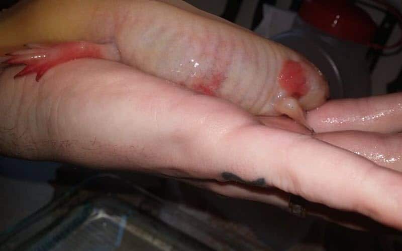Axolotl red swelling sick - ExoPetGuides.com