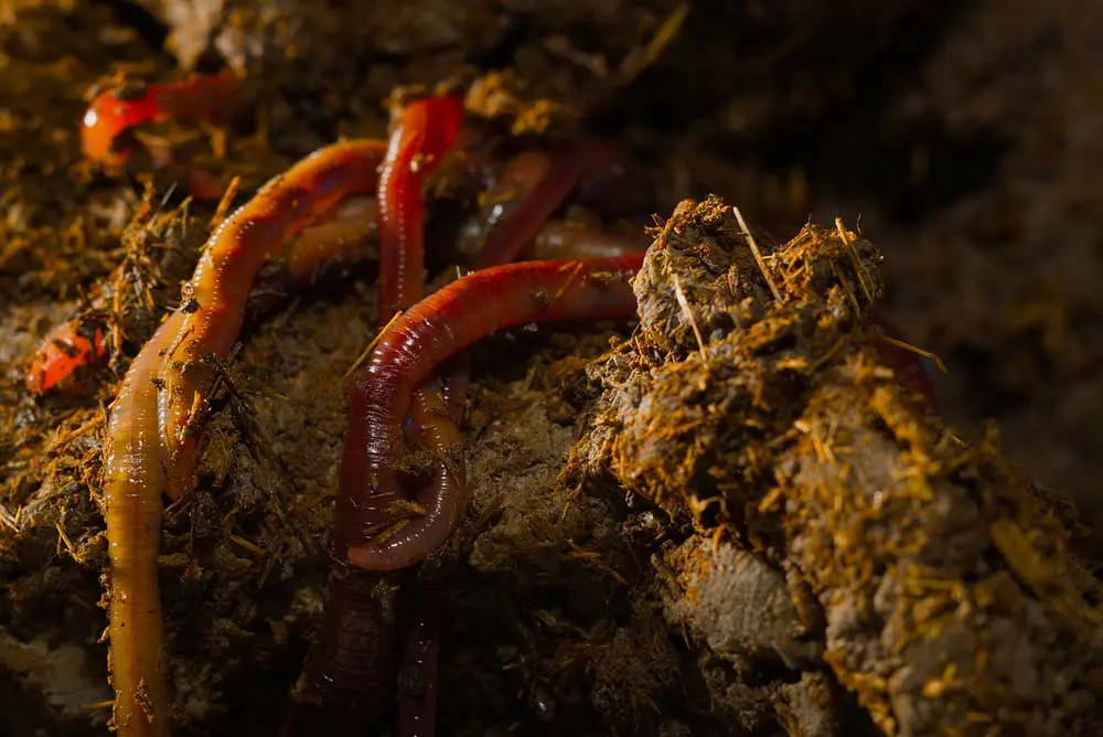 earthworms