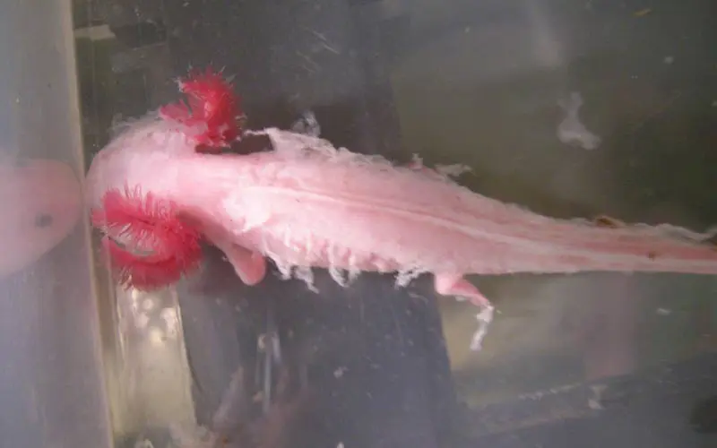 drying axolotl