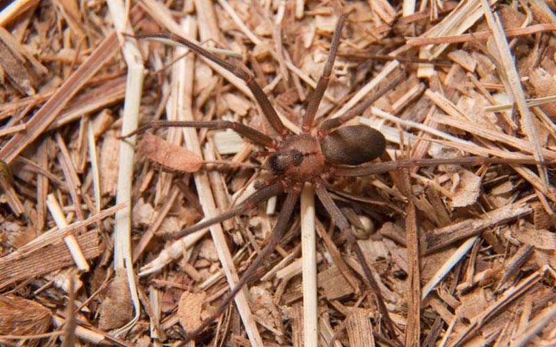 Brown recluse spider or Loxosceles Reclusa - ExoPetGuides.com