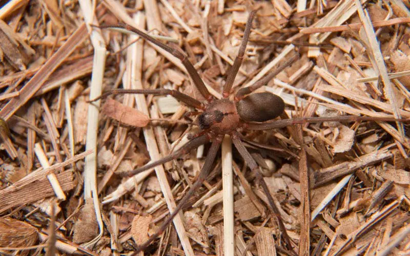 Brown recluse spider or Loxosceles Reclusa - ExoPetGuides.com