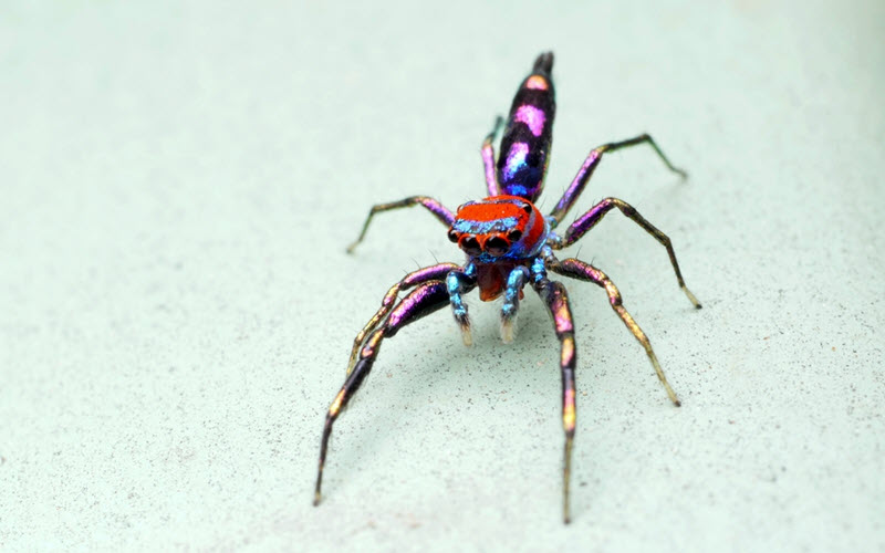 Chrysilla Lauta (Elegant Golden Jumping Spider) - ExoPetGuides.com