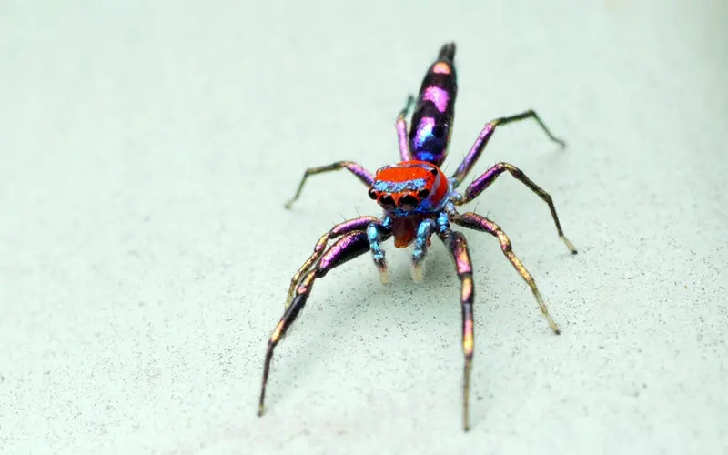 Chrysilla Lauta (Elegant Golden Jumping Spider) - ExoPetGuides.com