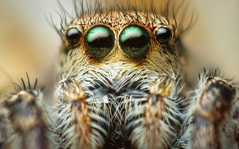 Close up look of a Jumping Spider - ExoPetGuides.com