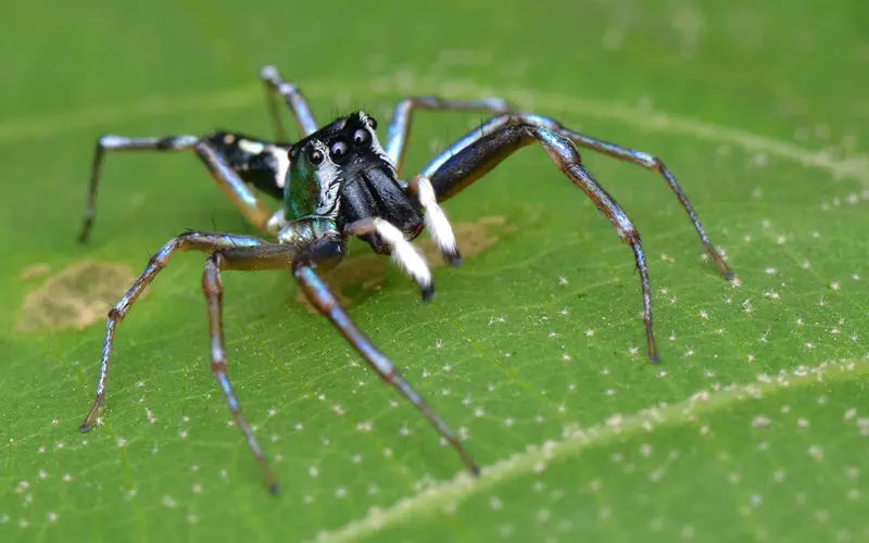 Cosmophasis Umbratica (Shiny Jumping Spider) - ExoPetGuides.com