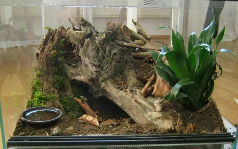 A jumping spider in its enclosure, with a hammock and climbing options