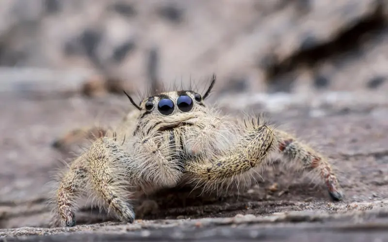 Hyllus Diardi (Heavy Jumper) - ExoPetGuides.com