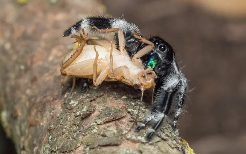 Jumping spider eating a cricket