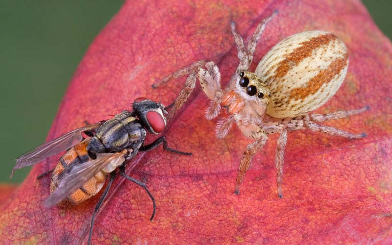 Jumping Spider eyeing on a fly - ExoPetGuides.com