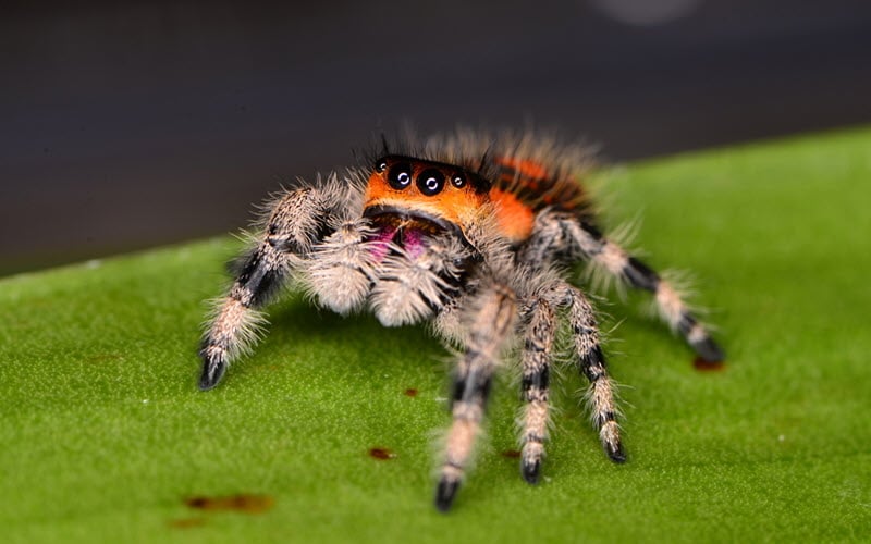 Jumping Spider on a leaf - ExoPetGuides.com