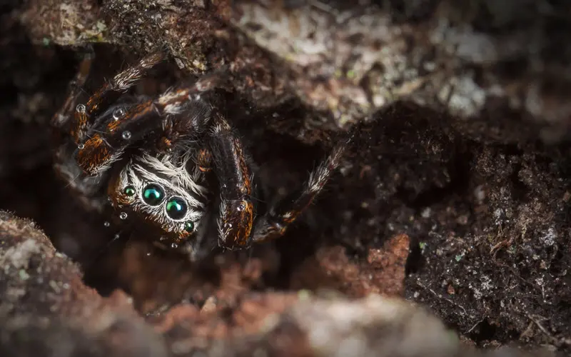 Jumping spider camouflage on tree bark - ExoPetGuides.com