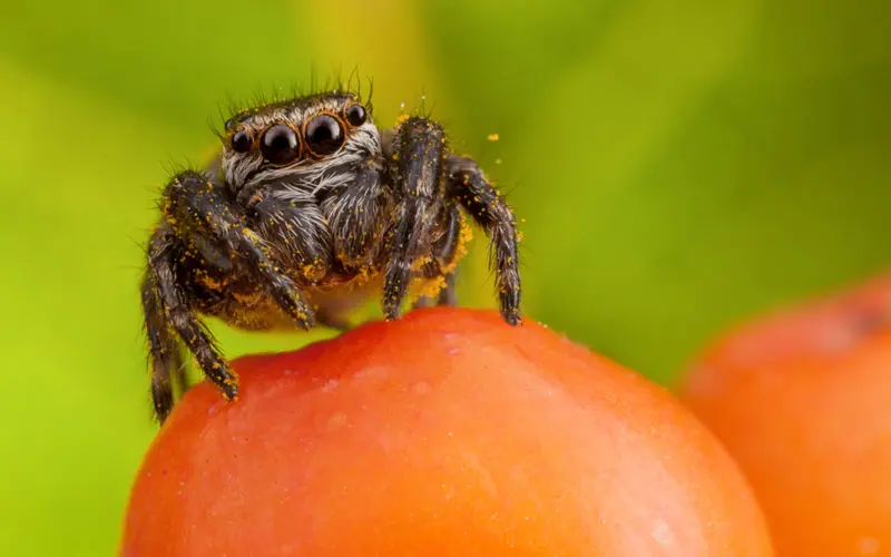 Jumping spider on orange ashberry with yellow pollen - ExoPetGuides.com