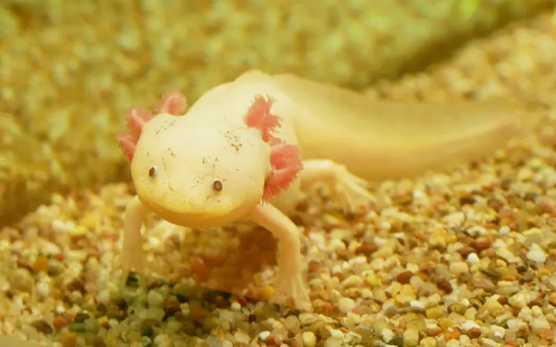 Mexican Axolotl or Ambystoma mexicanum - ExoPetGuides.com