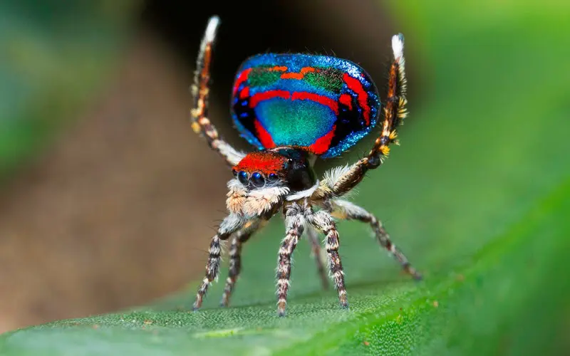Peacock Jumping Spider doing a mating dance