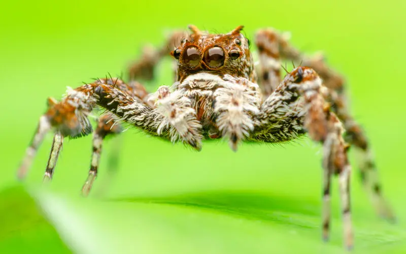 Portia Labiata (White-Moustached Jumping Spider) - ExoPetGuides.com