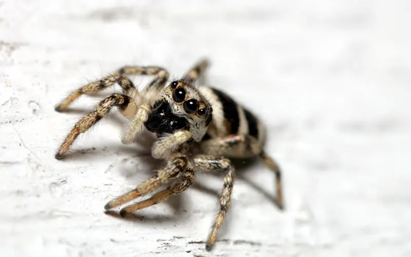 Salticus Scenicus (Zebra Jumping Spider) - ExoPetGuides.com