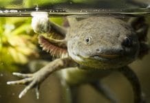 Axolotl fungus