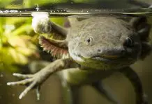 Axolotl fungus