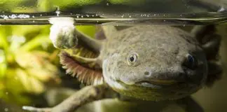 Axolotl fungus
