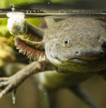 Axolotl fungus
