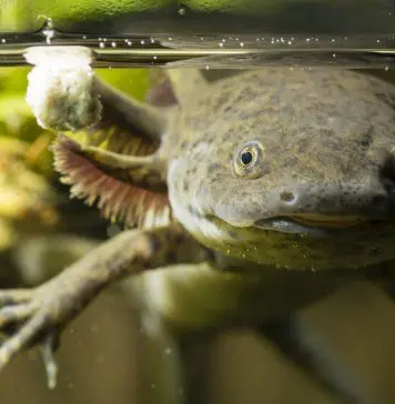 Axolotl fungus