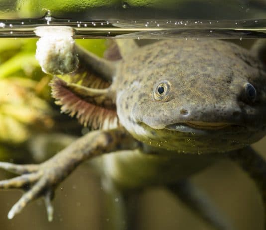 Axolotl fungus