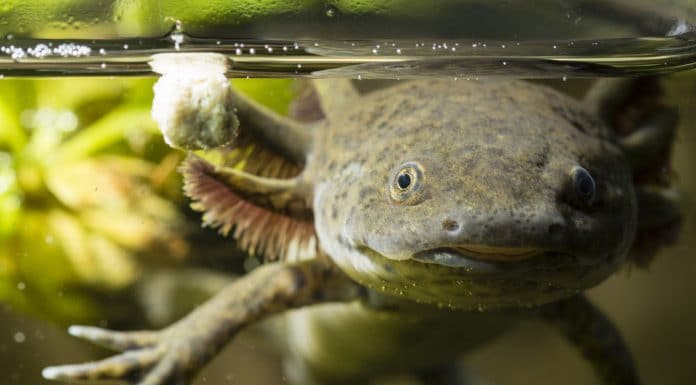 Axolotl fungus