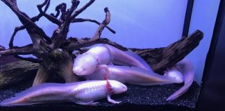 breeding axolotl