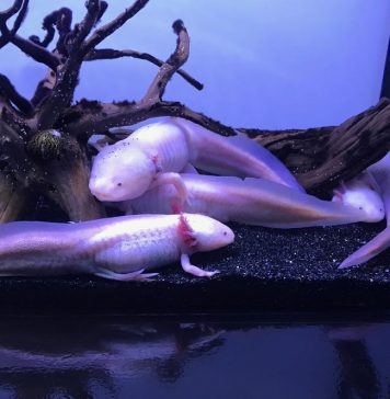 breeding axolotl