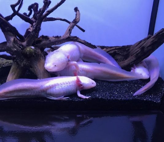 breeding axolotl