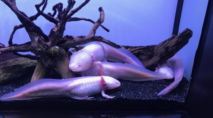 breeding axolotl