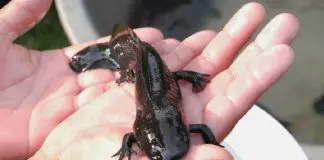 Axolotl being sold