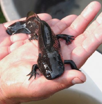 Axolotl being sold