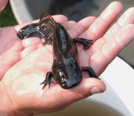 Axolotl being sold