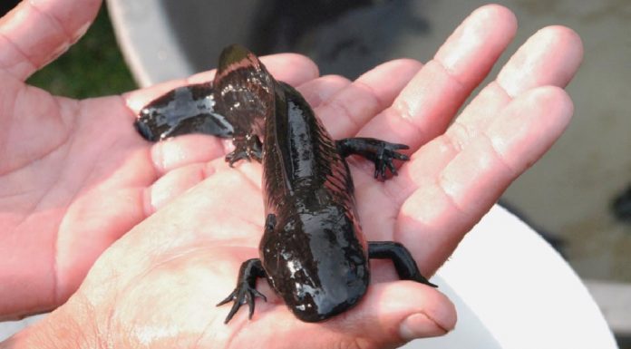 Axolotl being sold