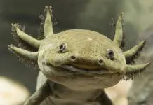 axolotl facts and habitat