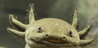axolotl facts and habitat