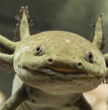axolotl facts and habitat