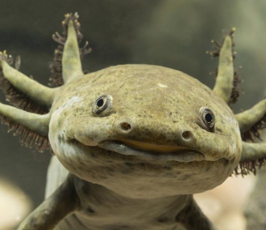 axolotl facts and habitat