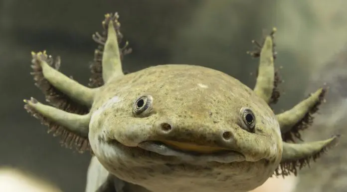 axolotl facts and habitat