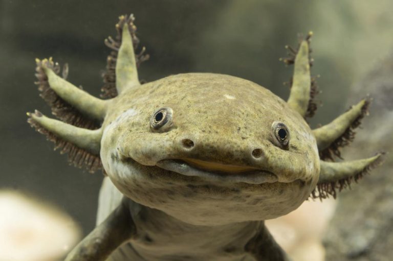 Axolotls origins, facts, habitat and behavior ExoPetGuides