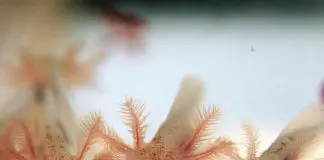axolotl babies