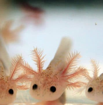 axolotl babies