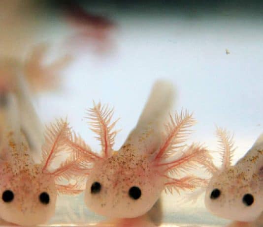 axolotl babies