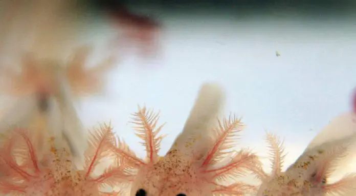 axolotl babies