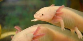 axolotl tank buddies