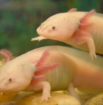 axolotl tank buddies