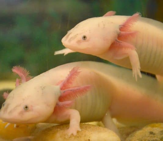 Axolotls Tank Mates Guide: The Four-Reason Incompatibility Framework, the Temperature Filter That Eliminates Most Fish, the Same-Species Pairing Rules, the Partial-Exception Species, and the Welfare-First Solo-Housing Recommendation axolotl tank buddies